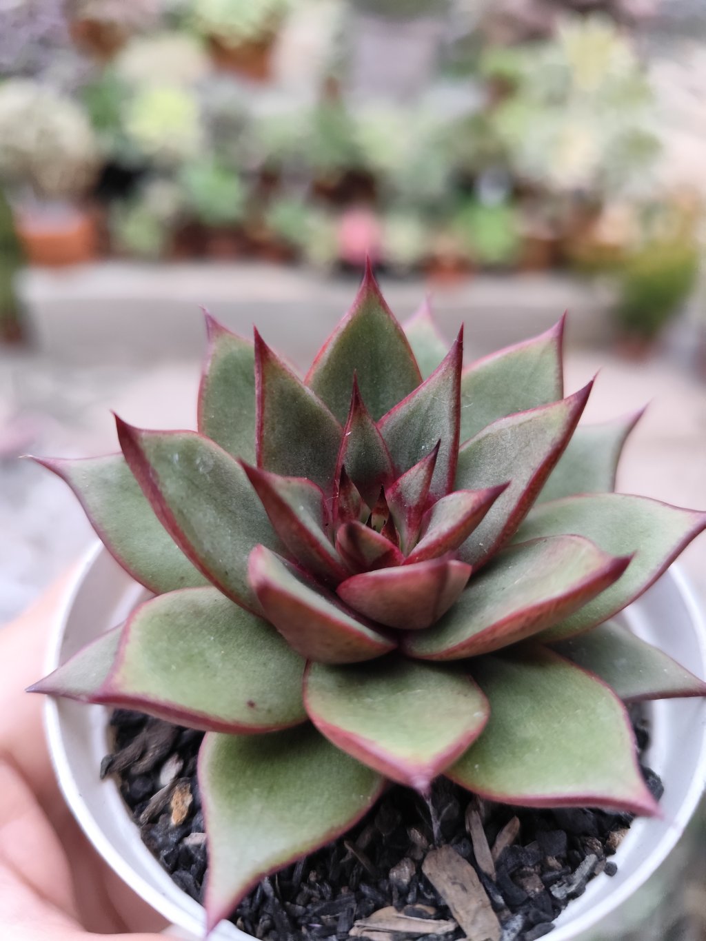 Purpuso