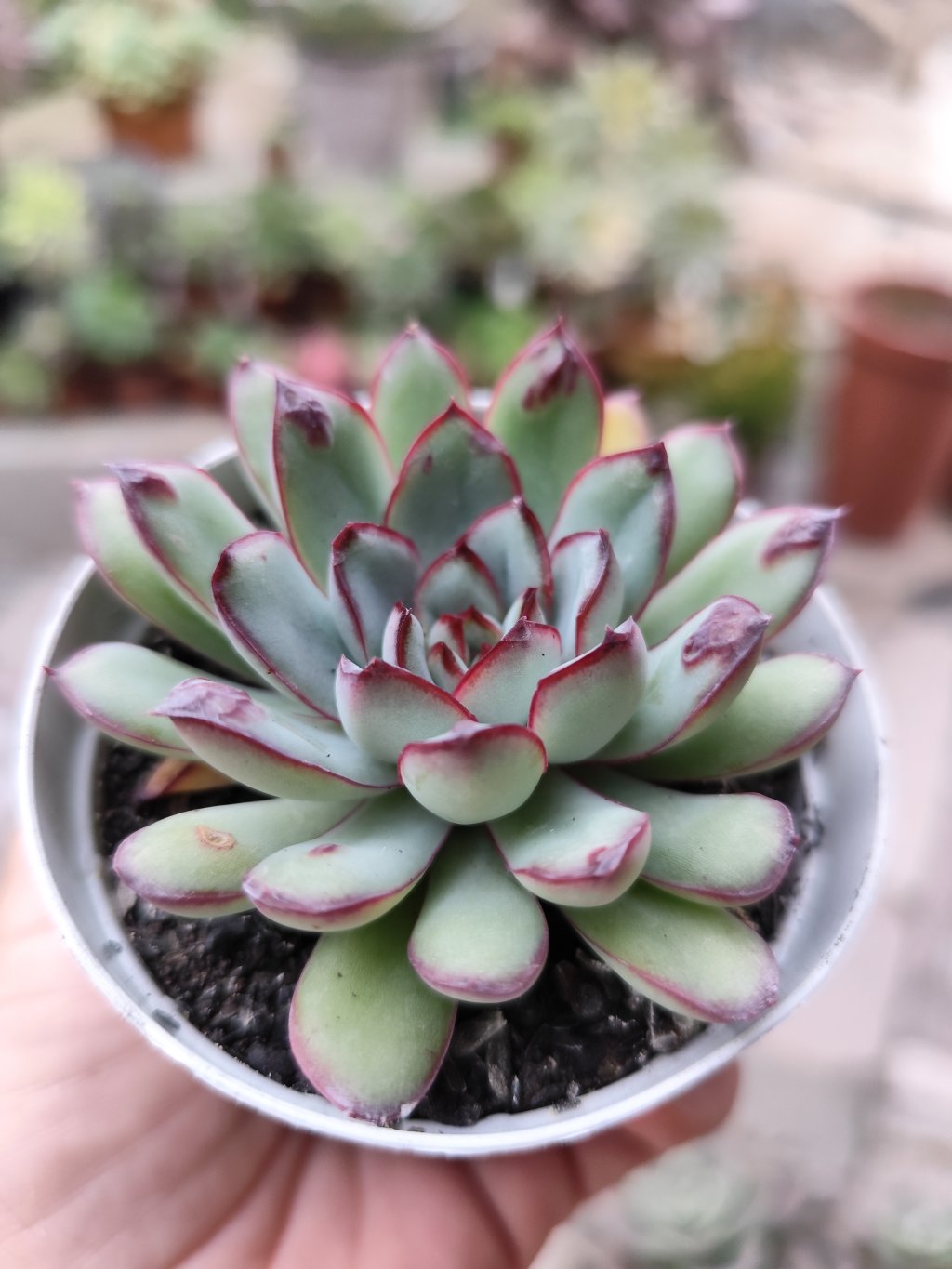 Pulidonis bumps 