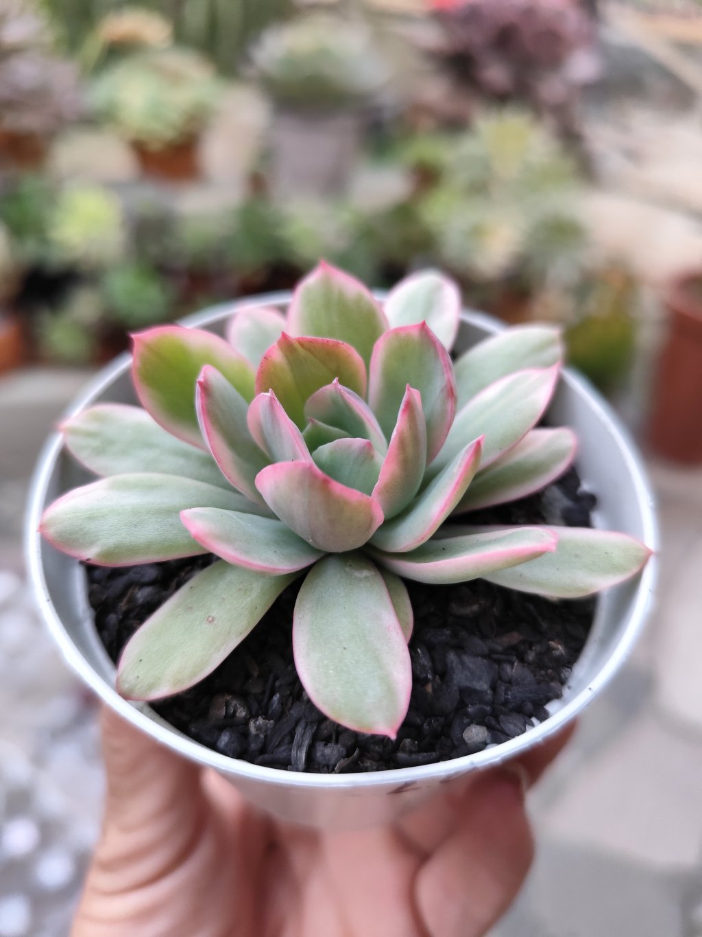 Luella variegata 