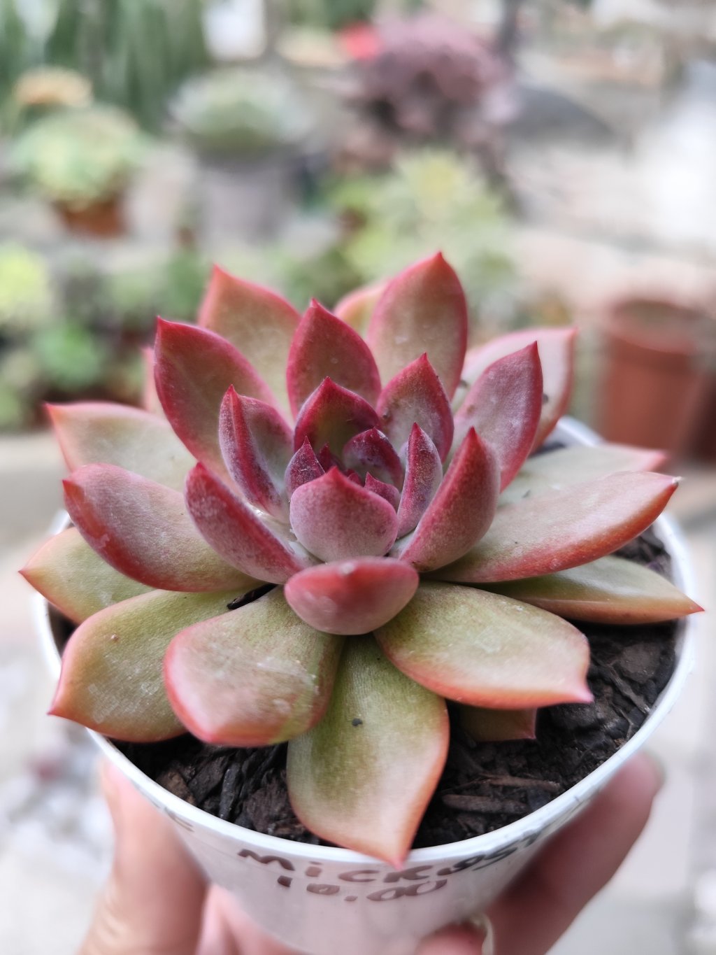 Purple microstar