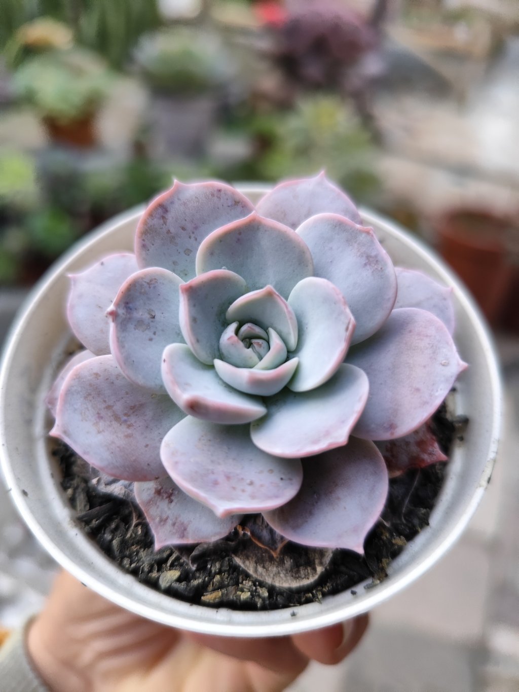 Sedum sinforossanum