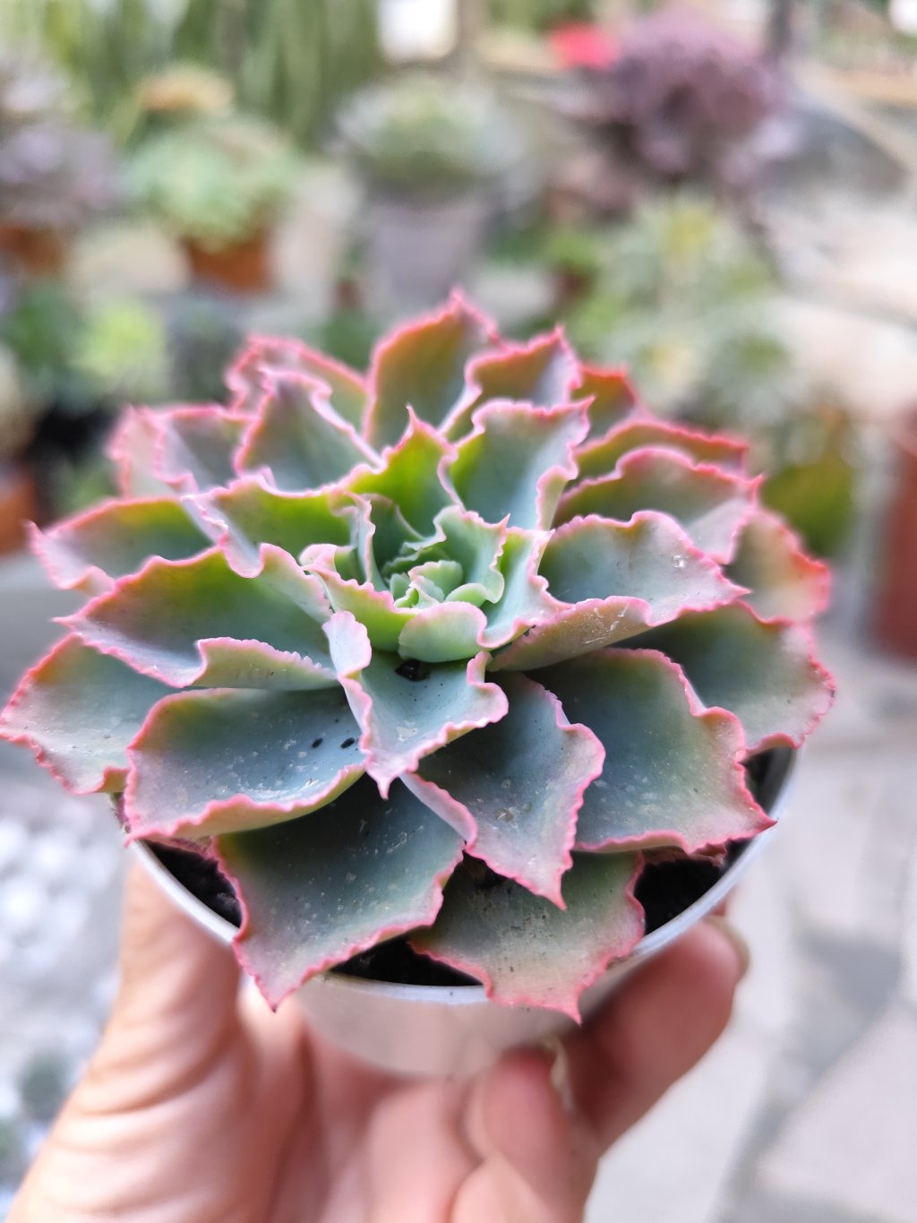 Suzan 