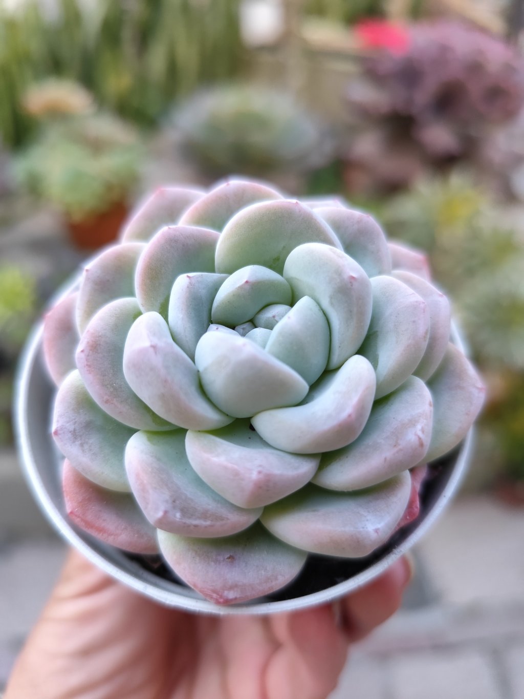 Ice jade