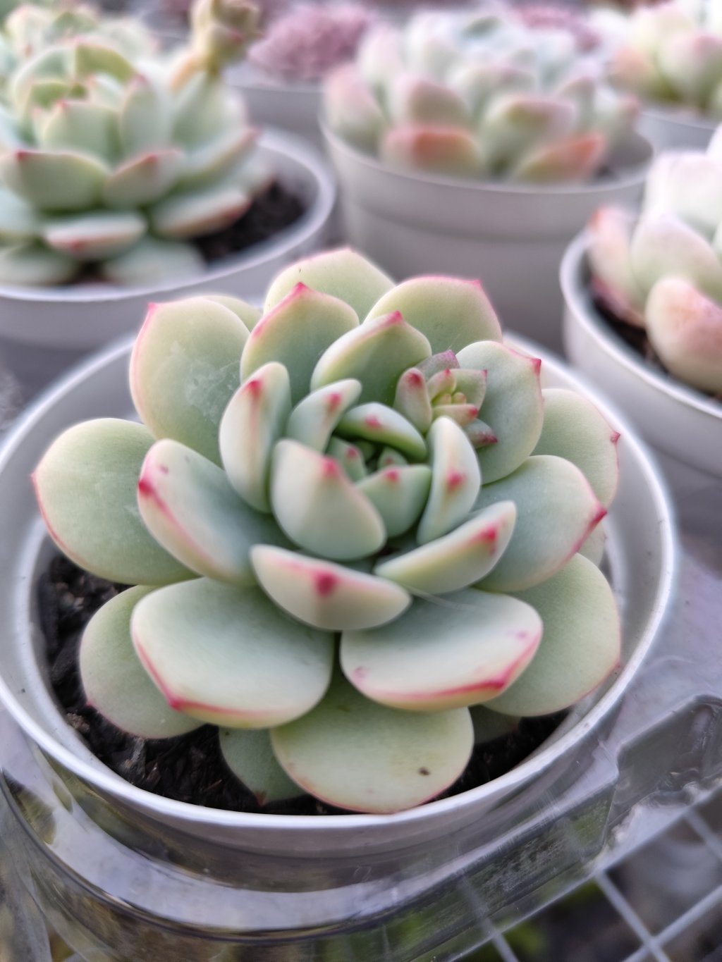 Pudgy