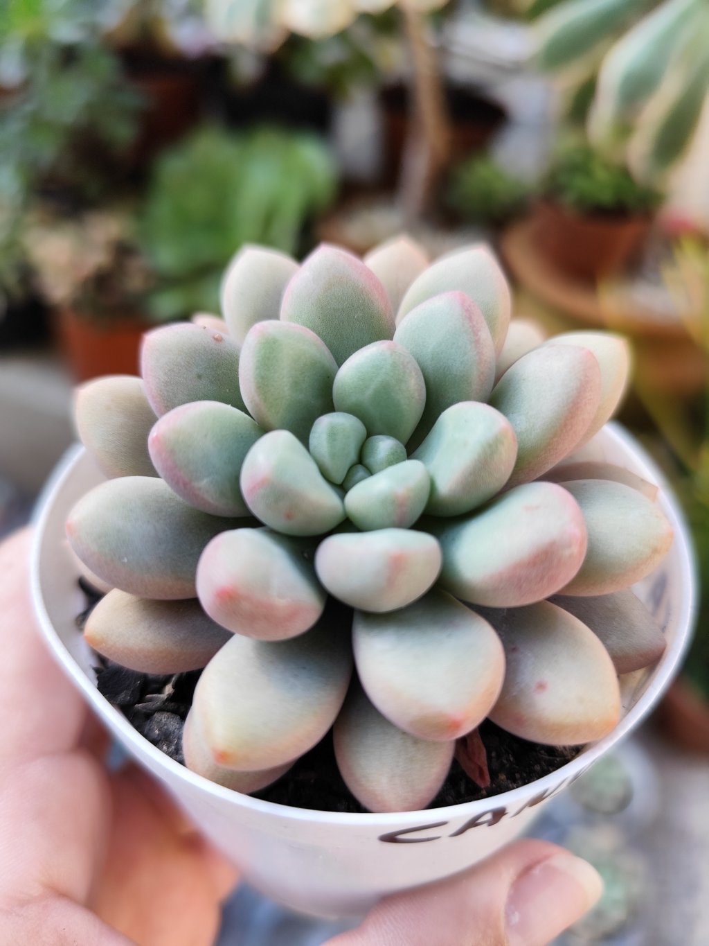 Candy Bean 