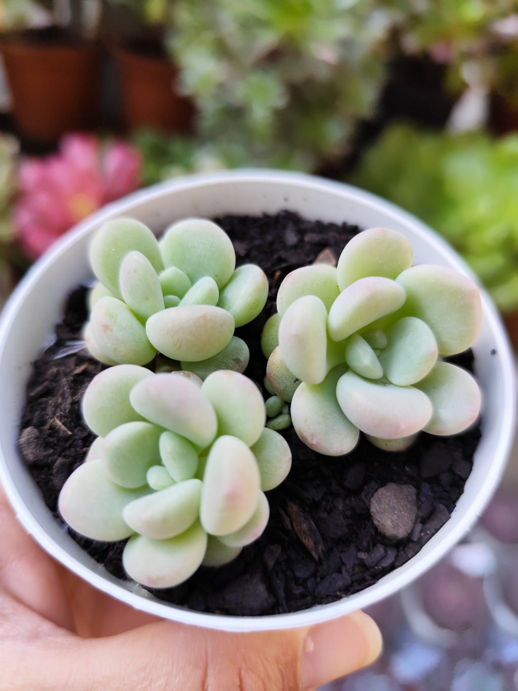 Cute Peach