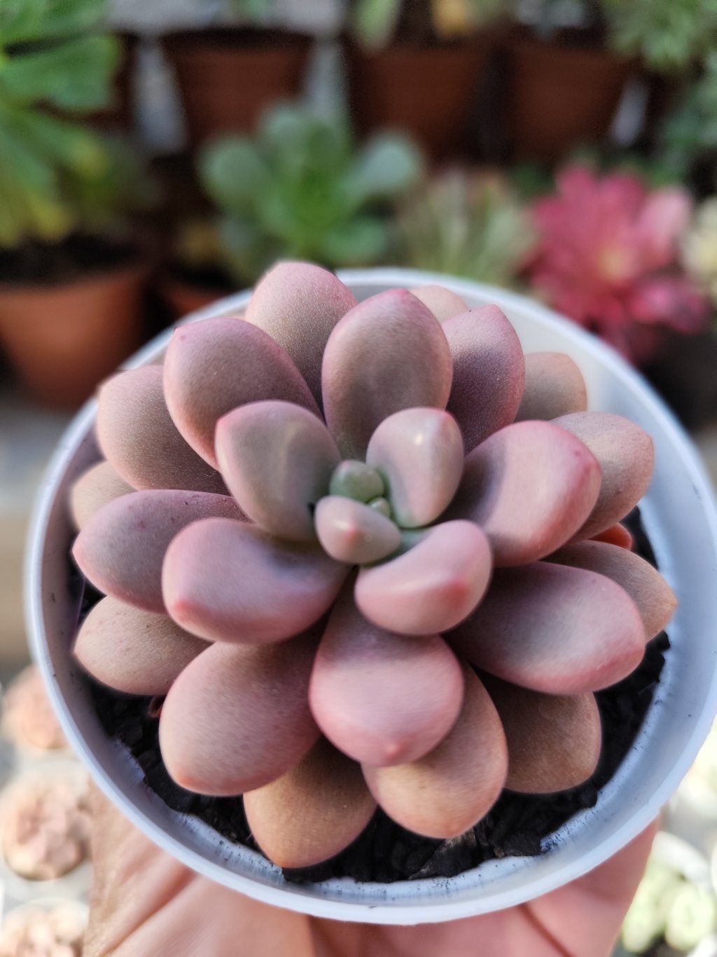 Amethystinun Red 