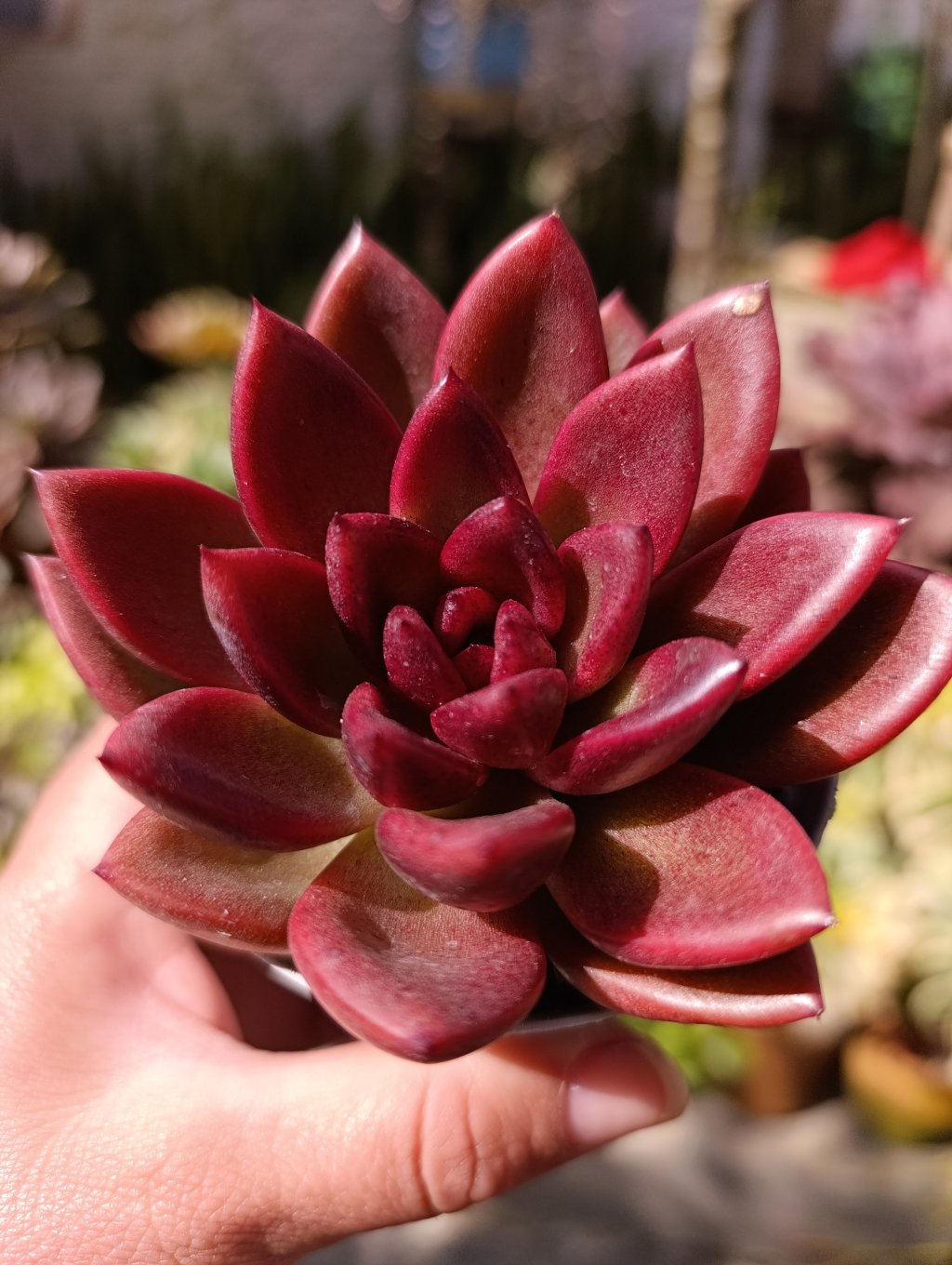 Abundant rose 