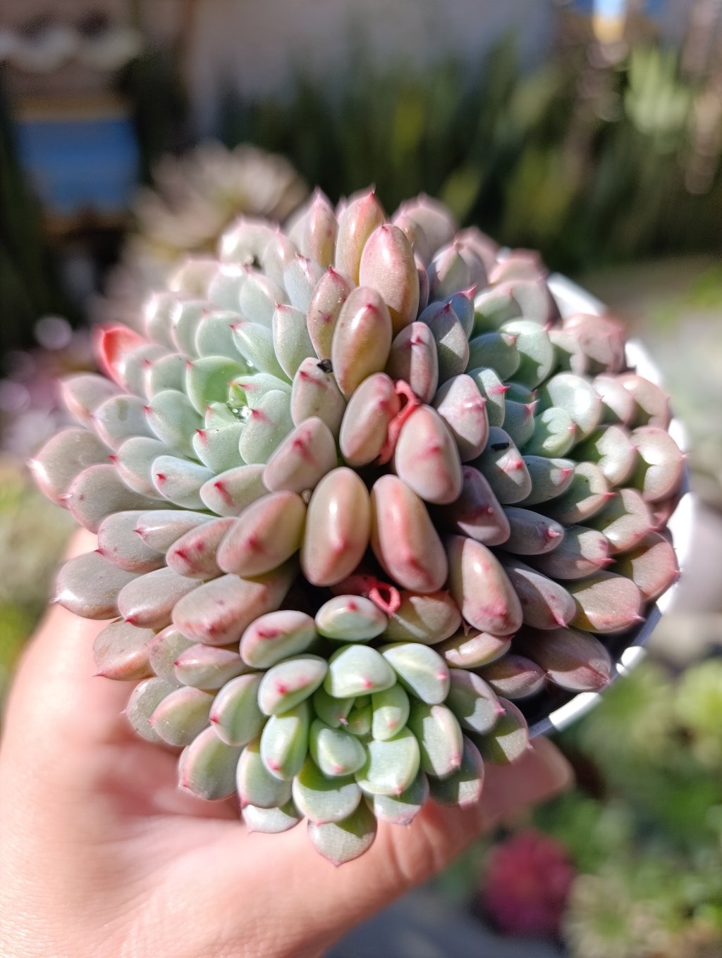 Snow Peach Portugal 