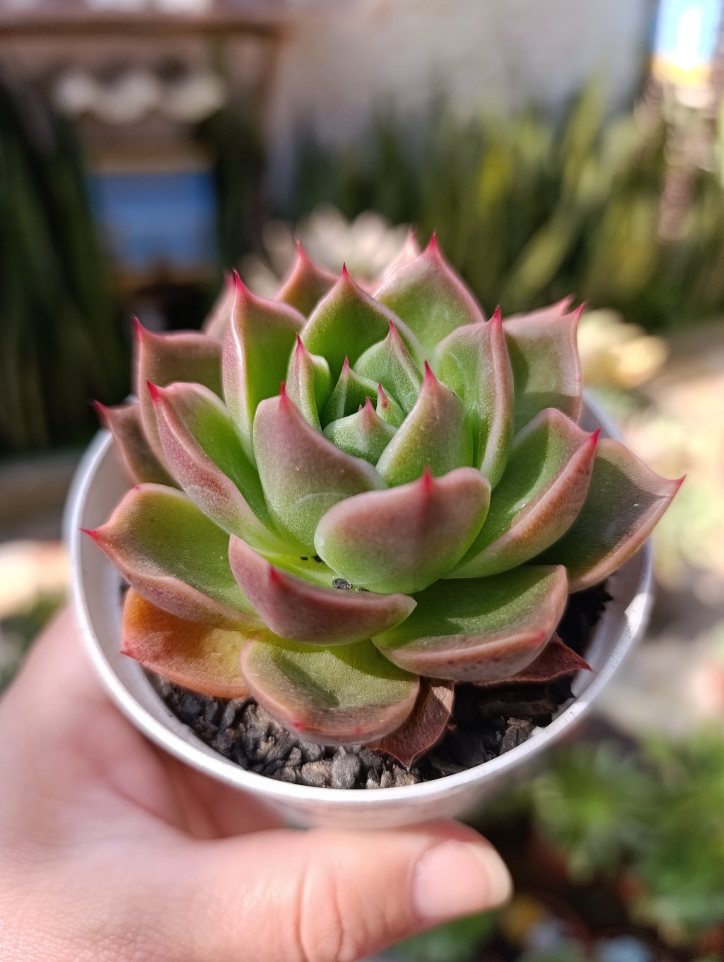 Pink marble 