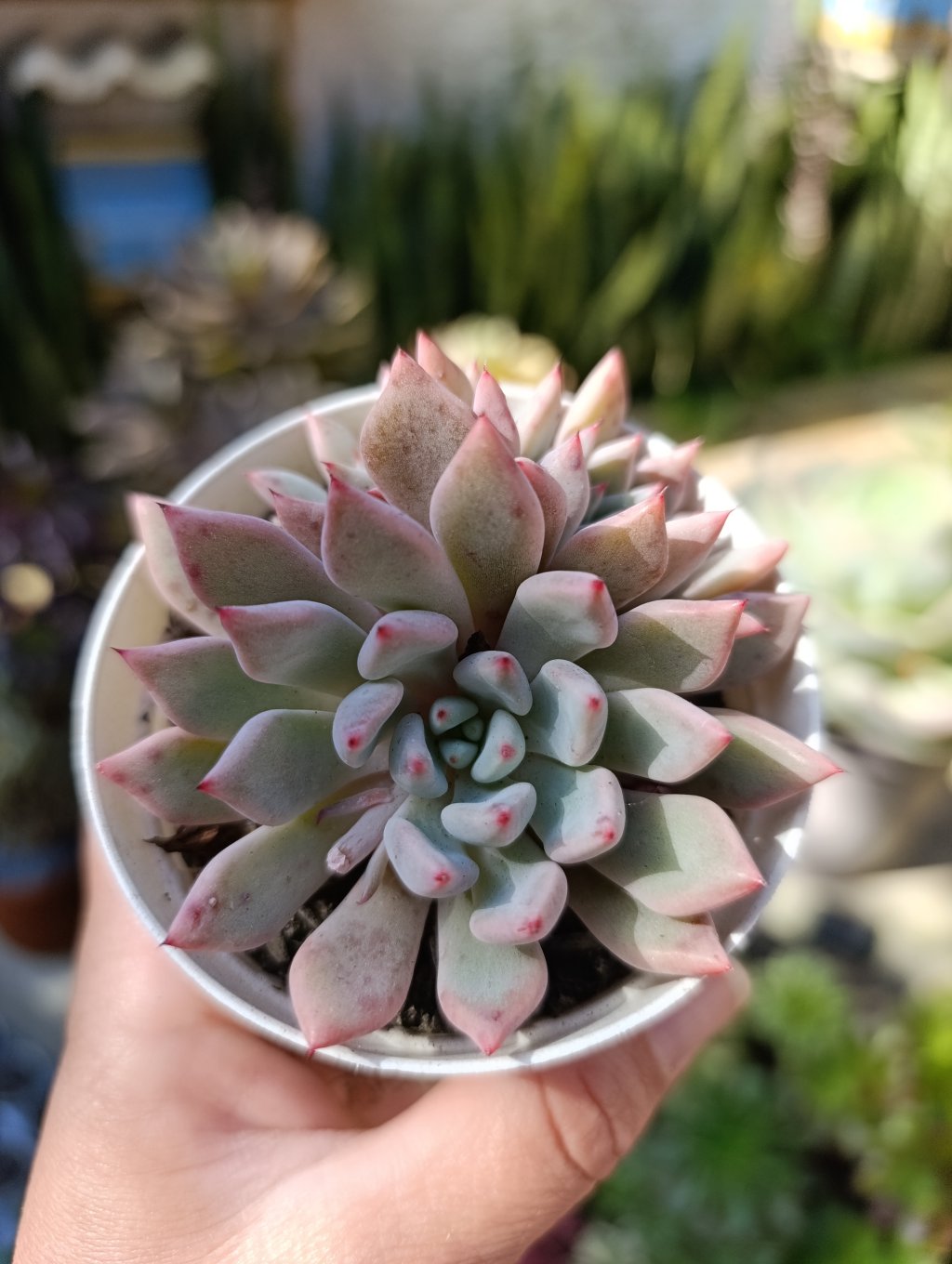 Orange sherbet