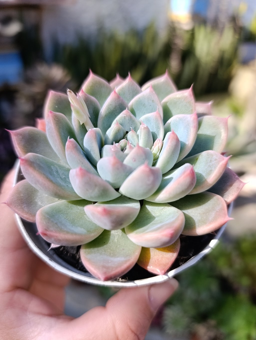 Dancing beauty