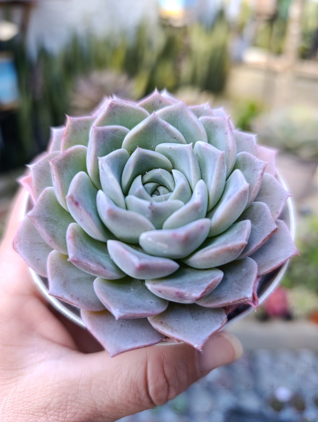 Pure love