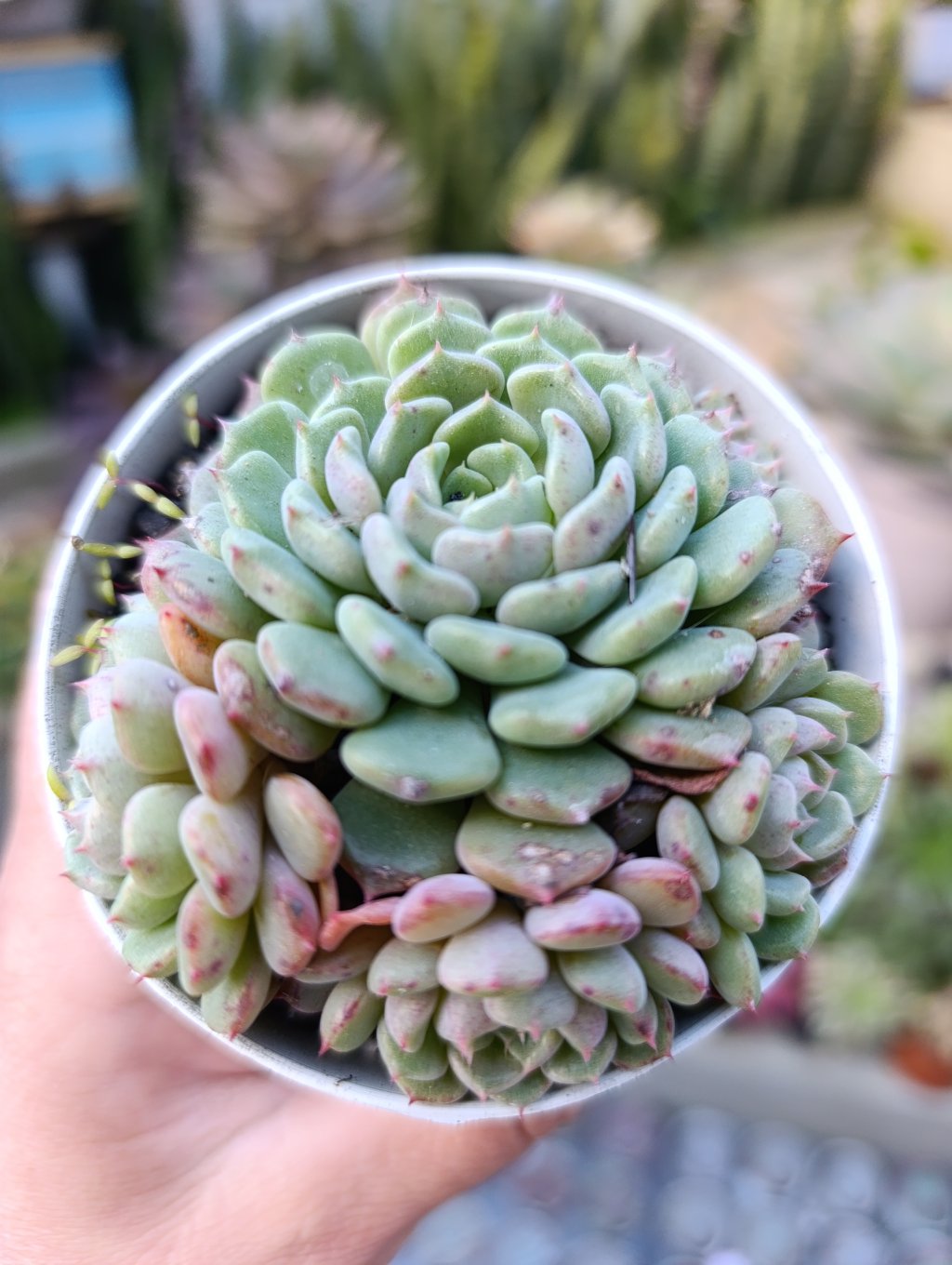 Cute bubble 