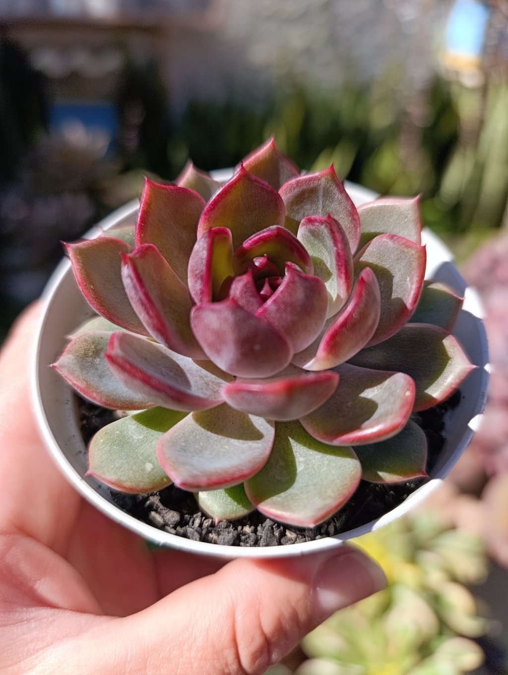 Blue Berry 