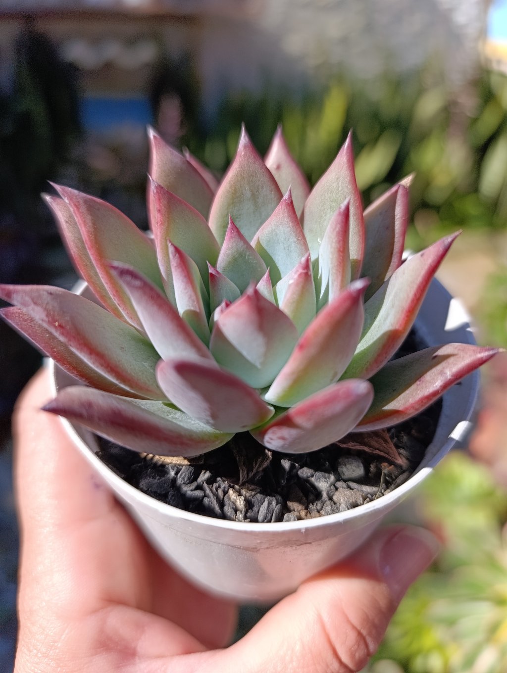 Colorata nahuala