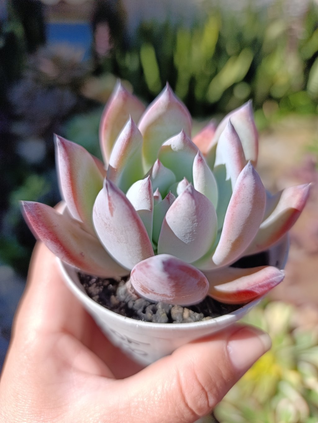 Colorata roof 