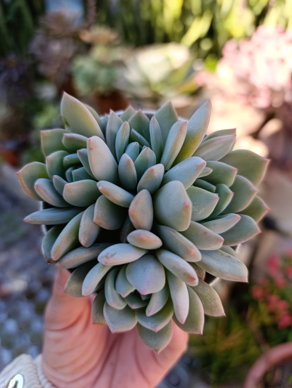 Pumila Montblanc 