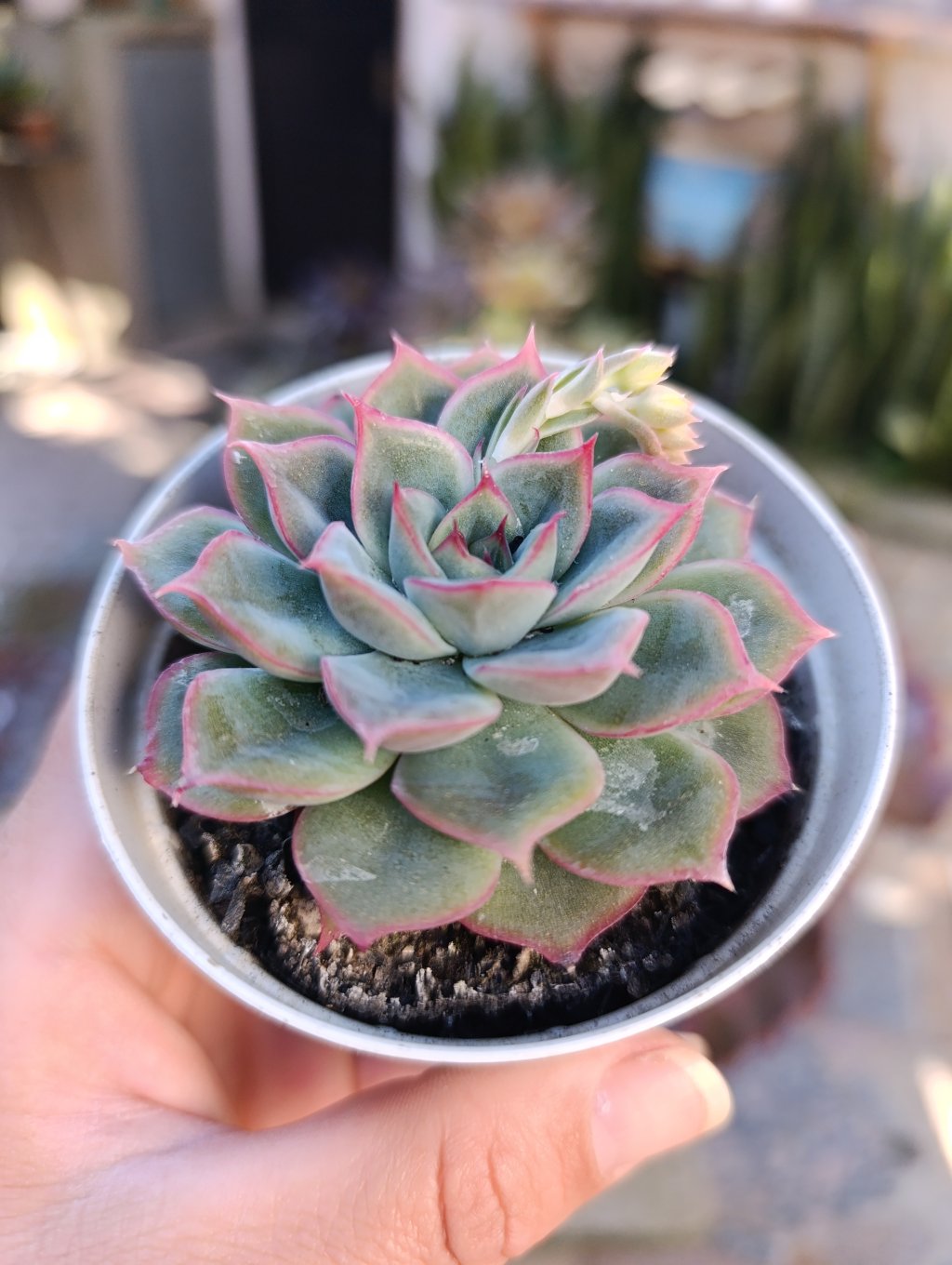 Rubrisa 