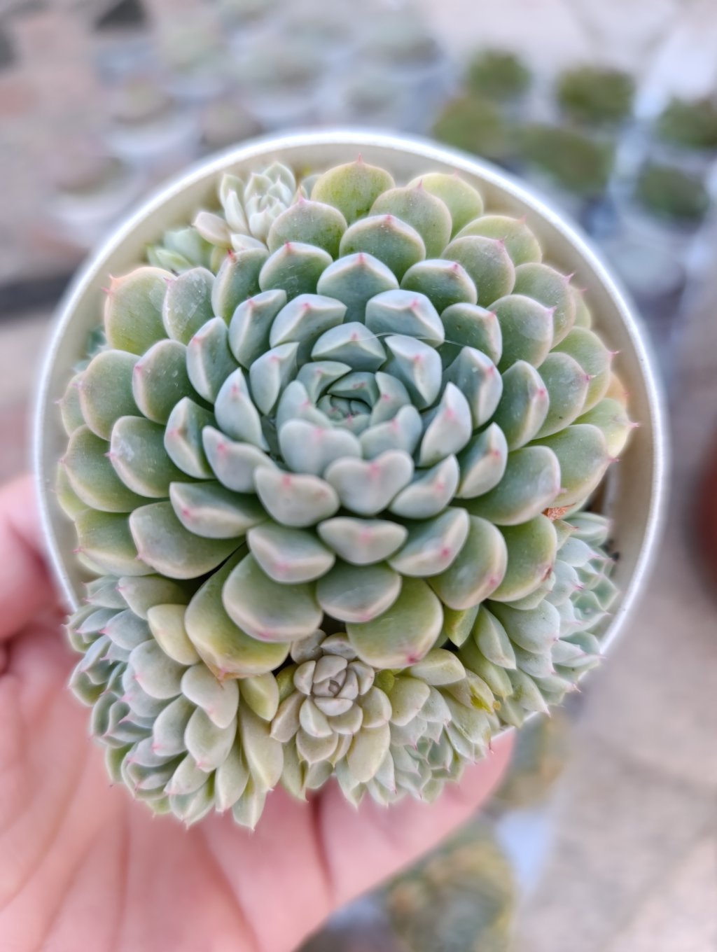 Mexicana x mínima 