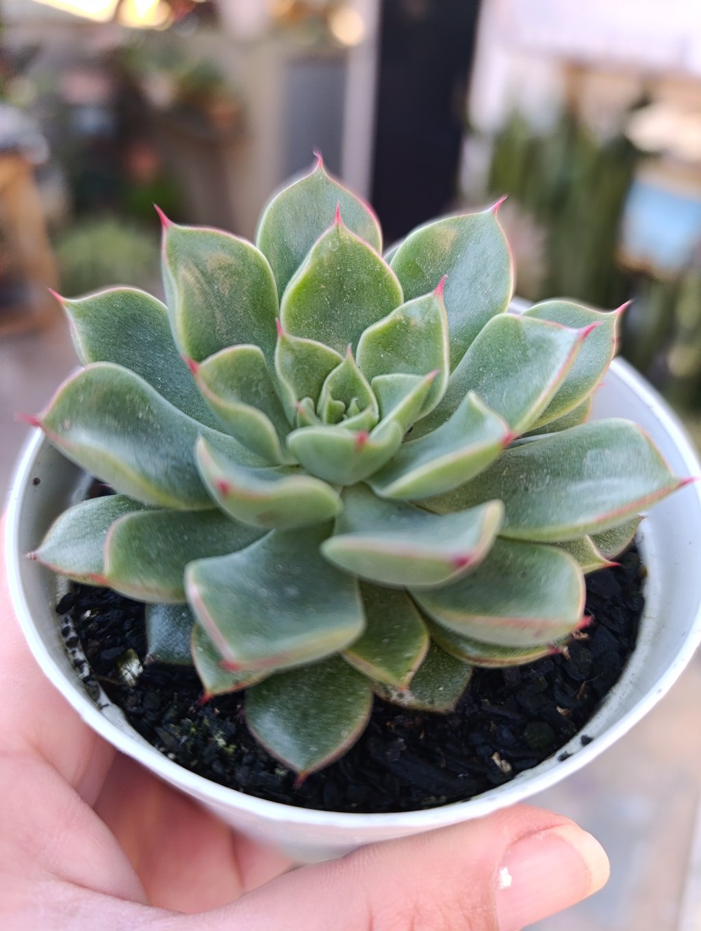 Auroralis 