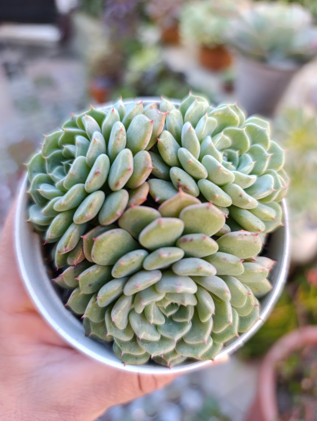Luxflora