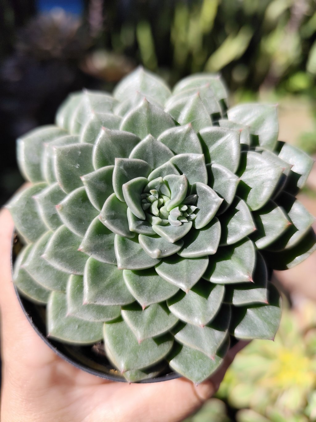 Tacyveria Vega 