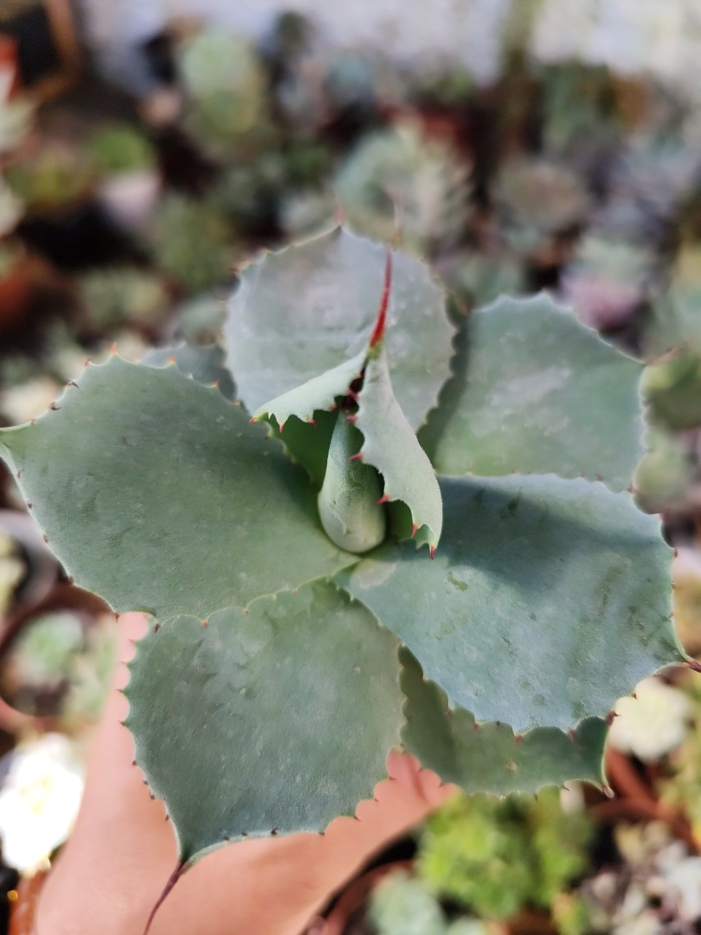 Agave potatorum 