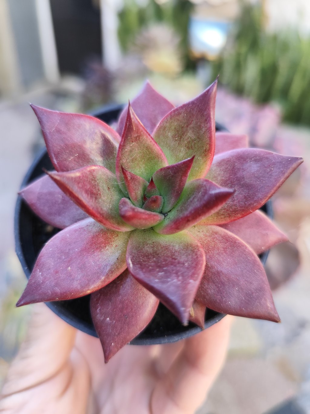 Agavoide Atlas 