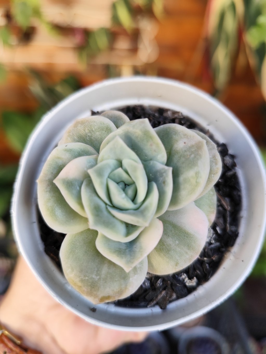 Lovely rose variegata 