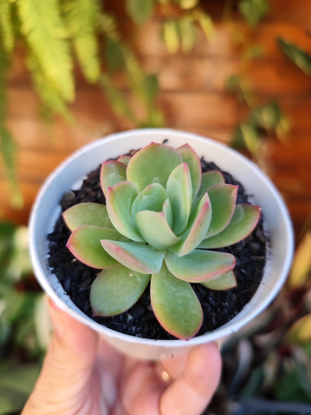 Luella 