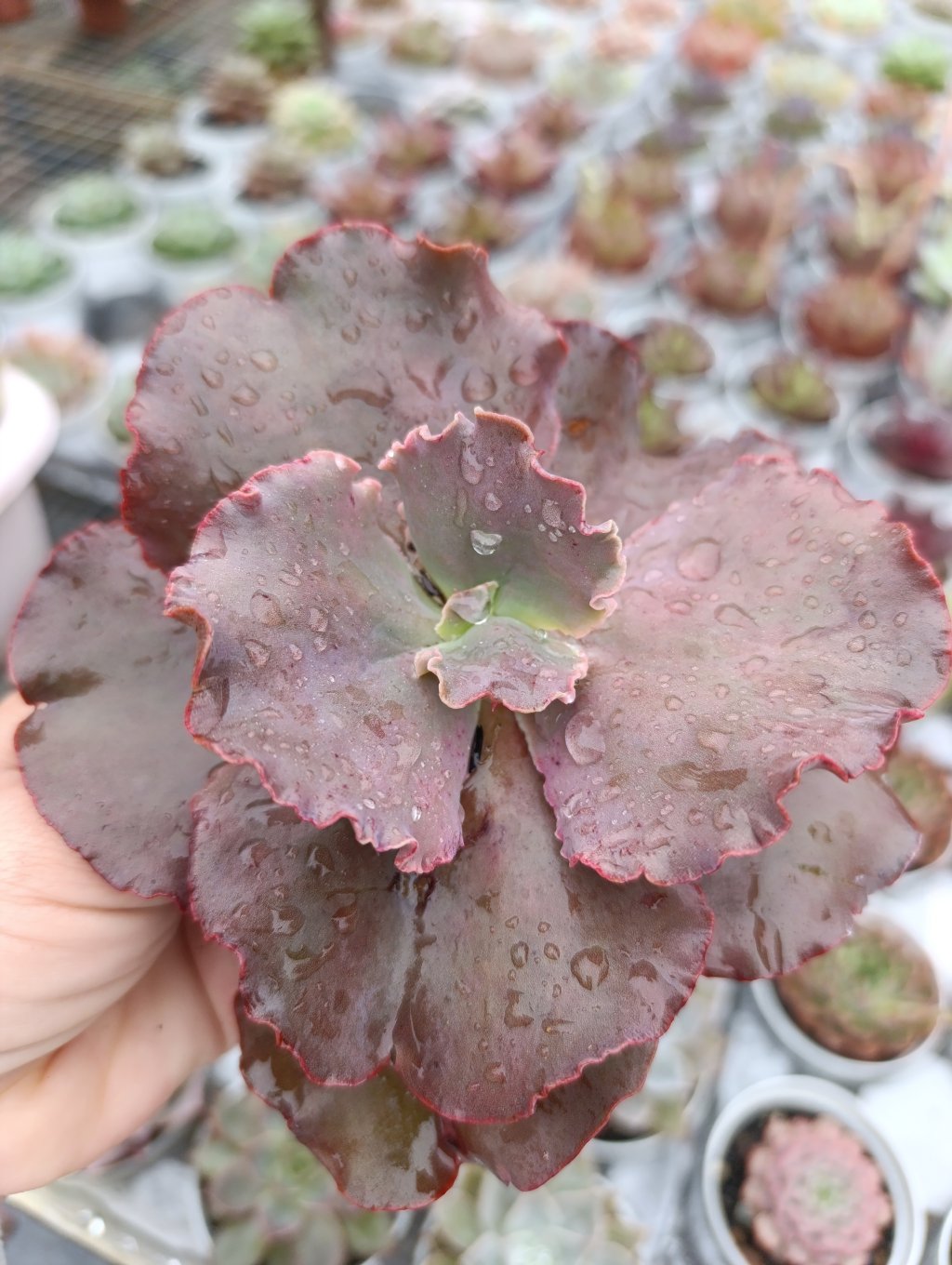 Hb gibiflora 