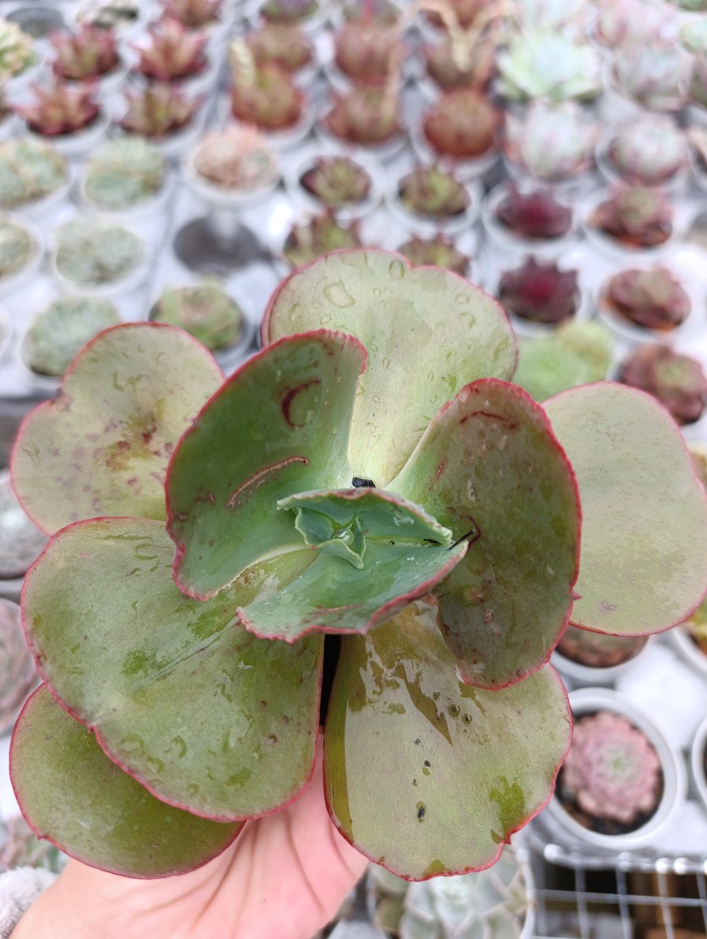 Hb gibiflora 