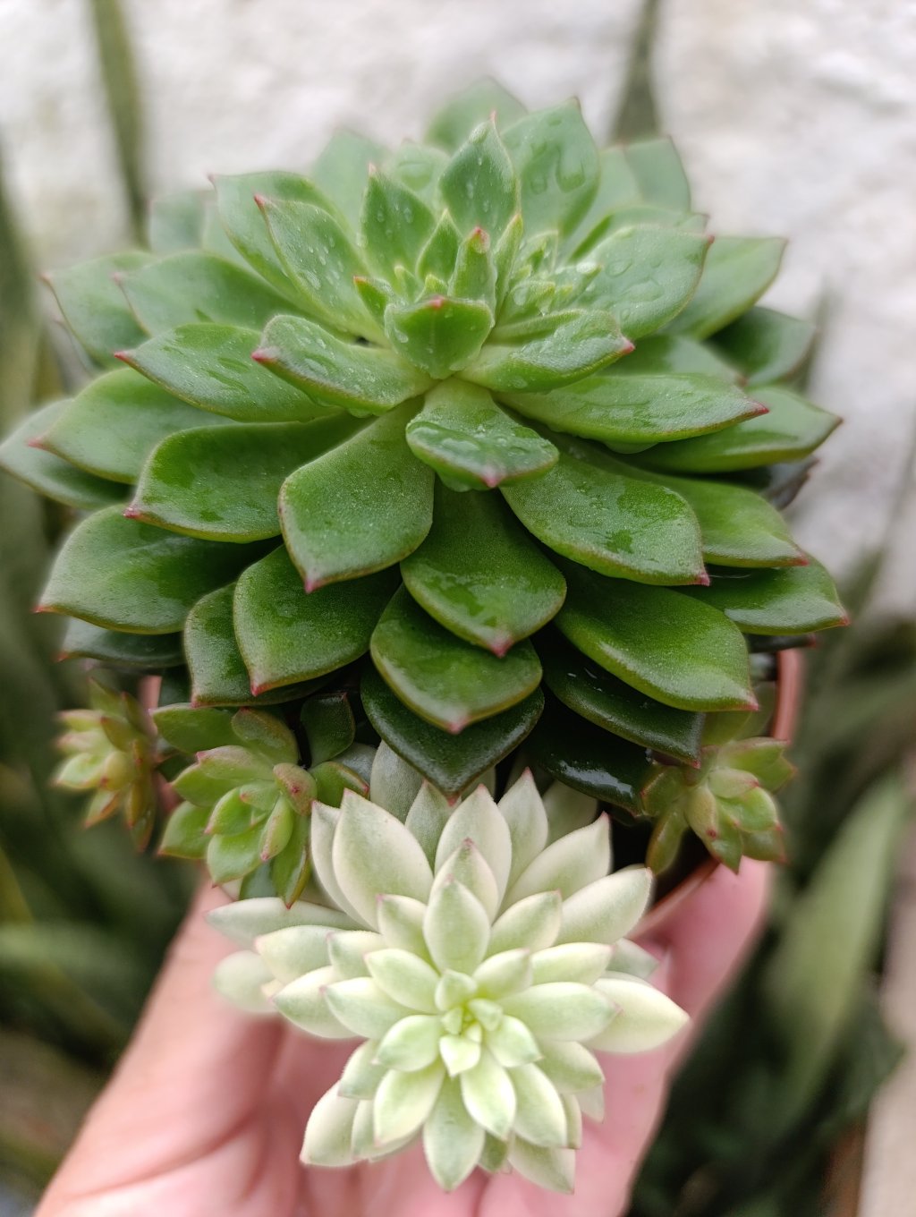 Emerald Green veriegata+normal