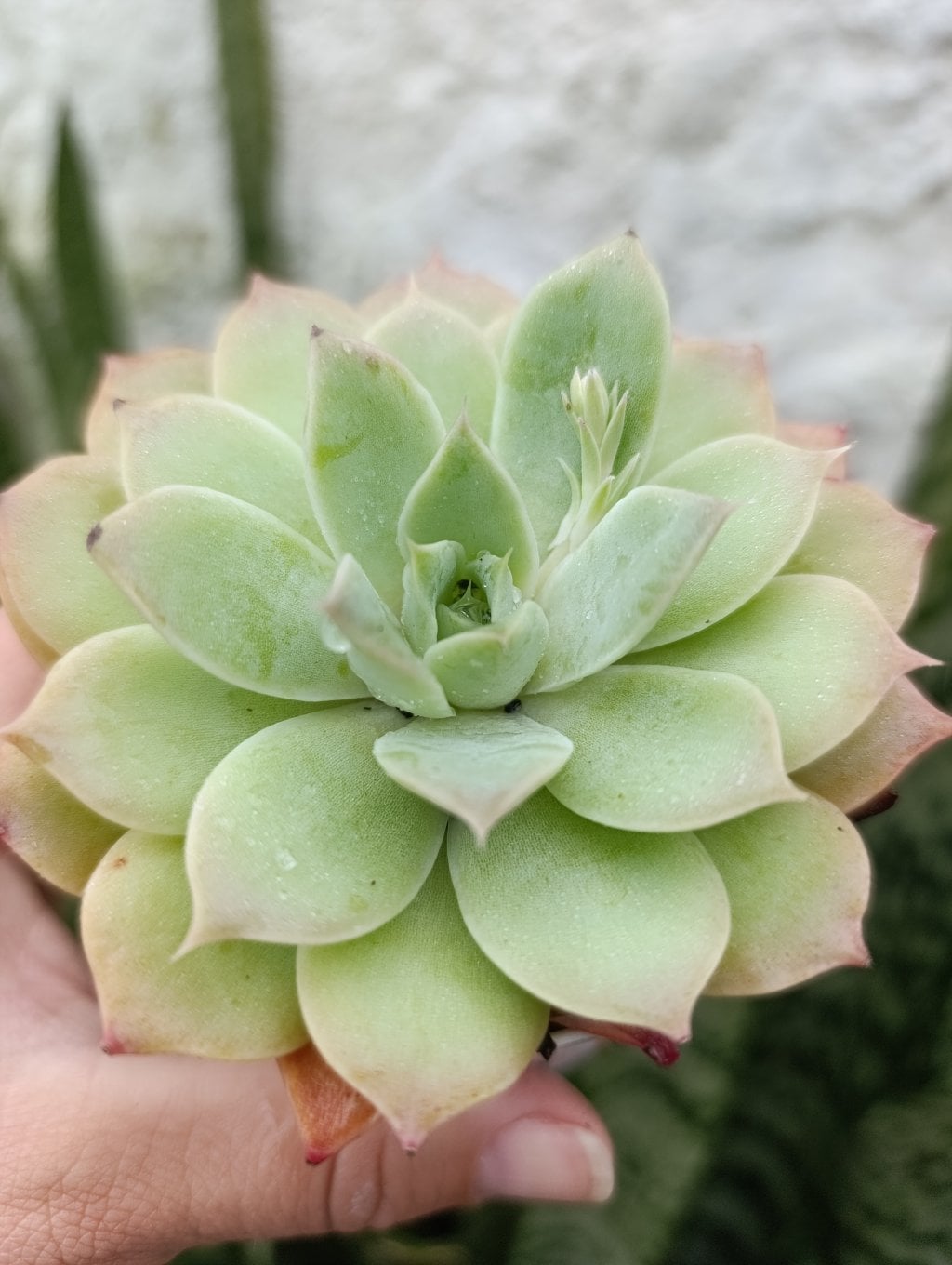 Hb. Colorata 