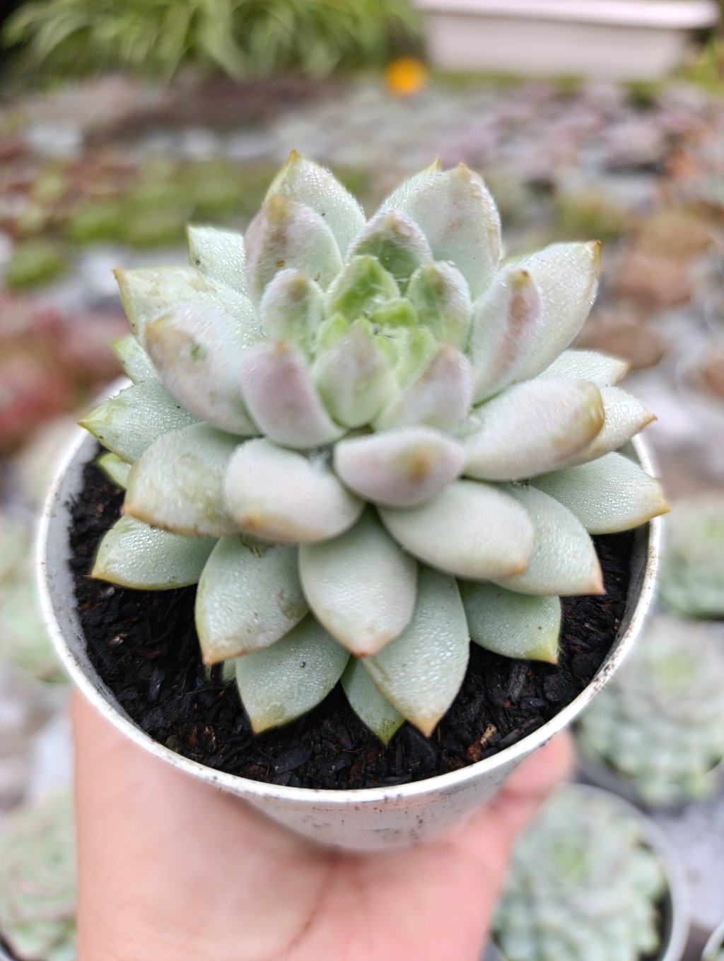 Mist Lilac 