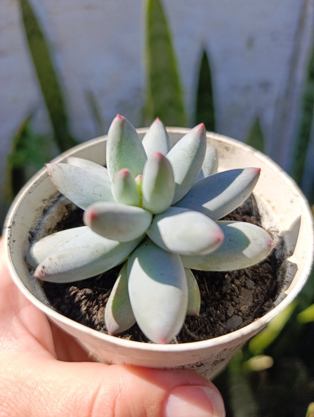 P. Mexicano 