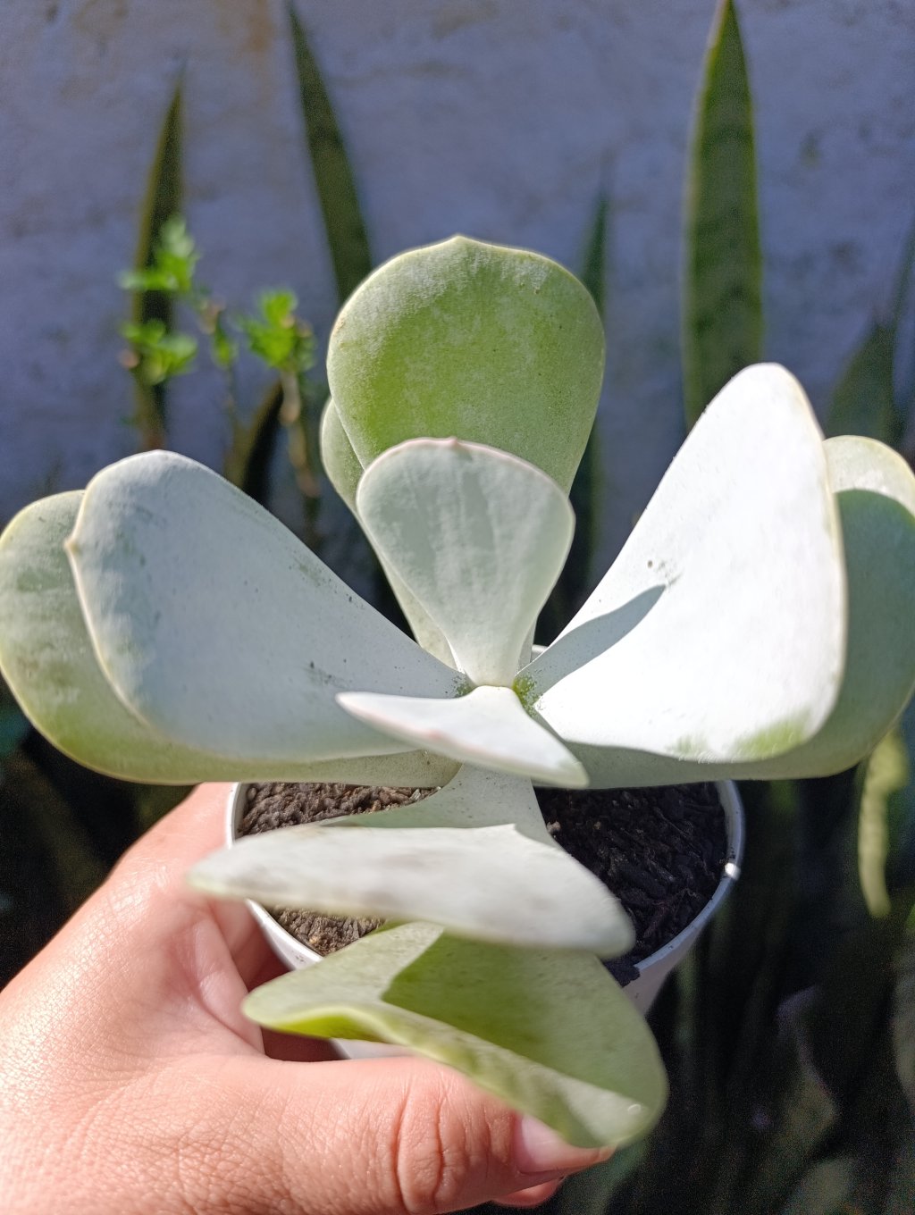 Coty. Orbiculata Silver Dollar