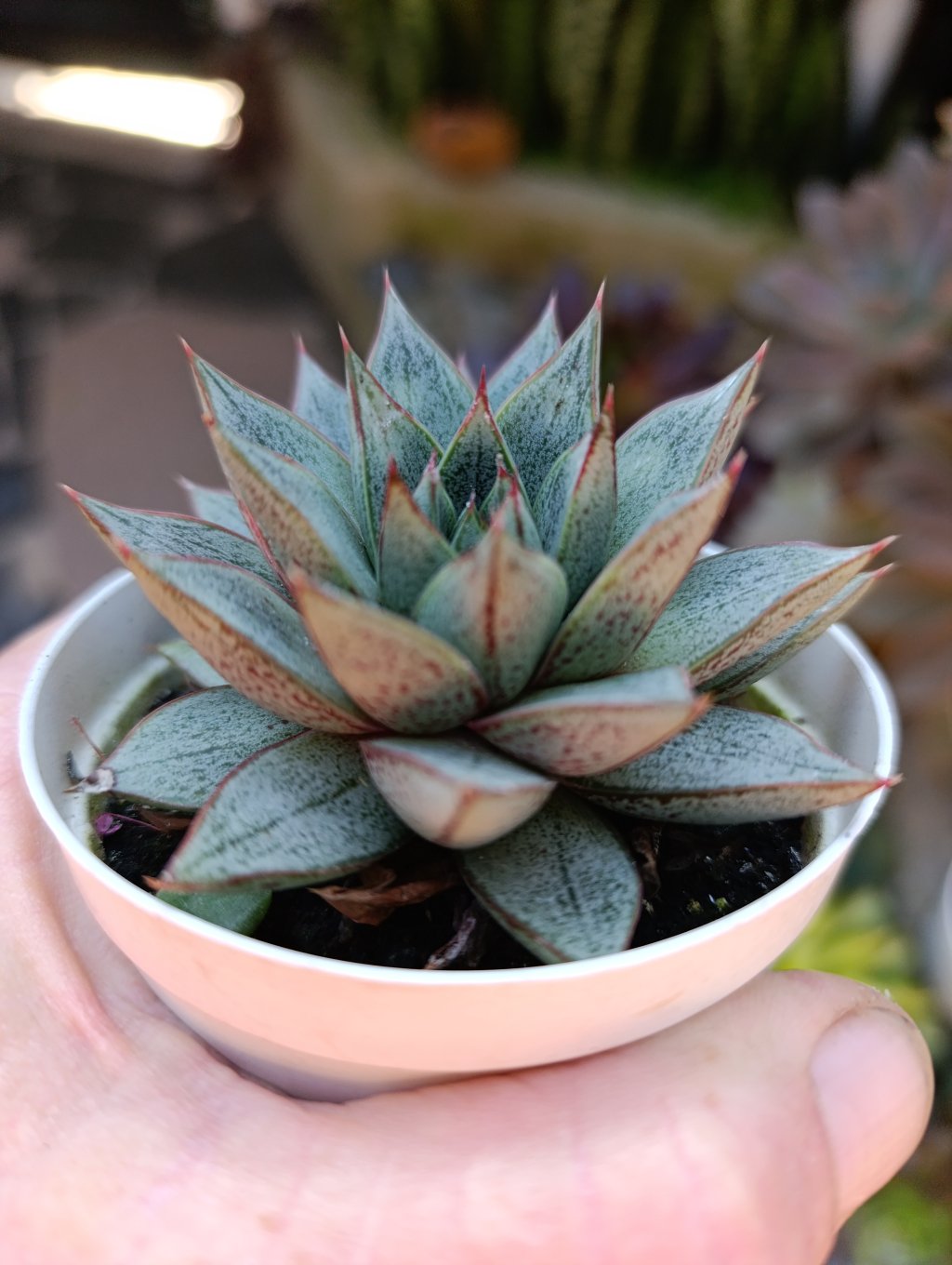 Purpusorum White
