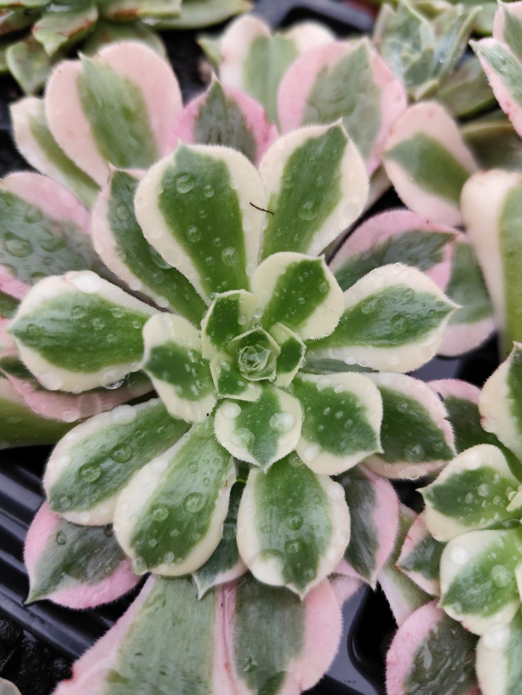 A. River Stone variegata 