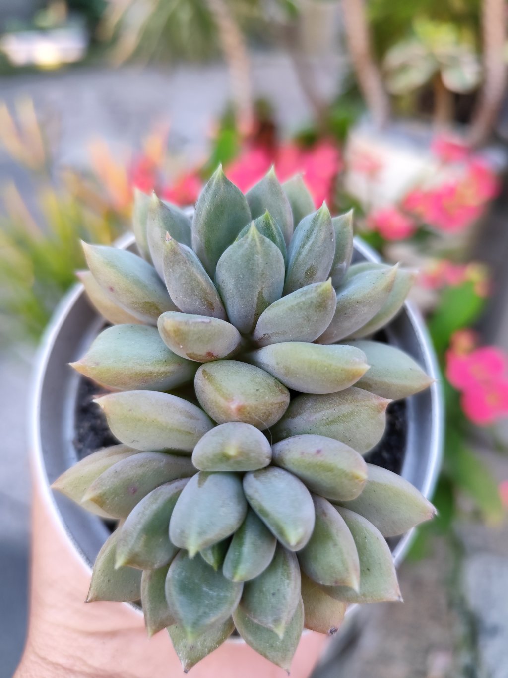 Pachyveria rough