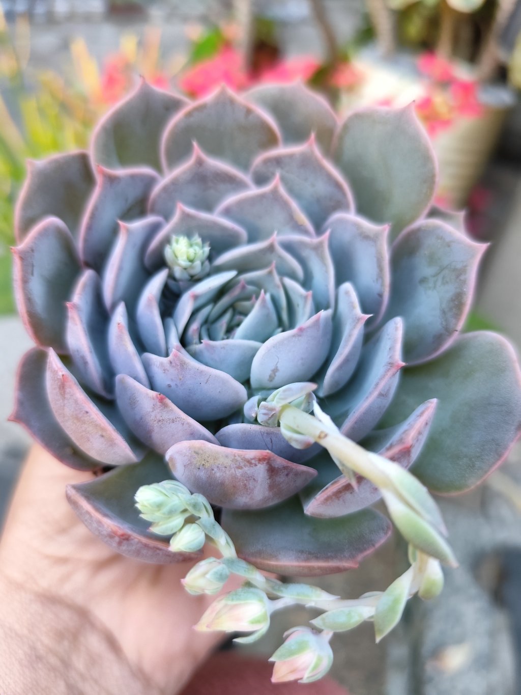 Blue candy 