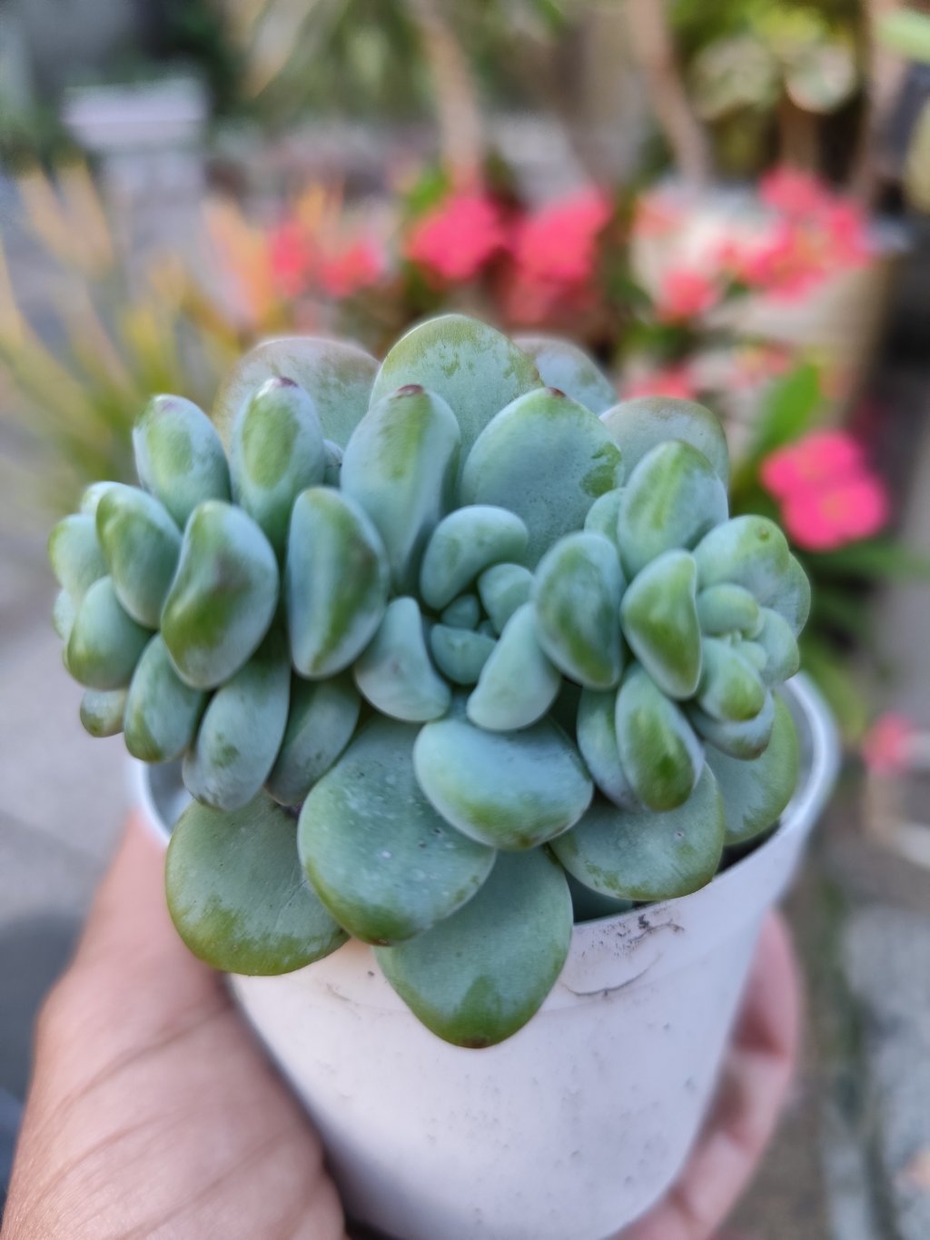 Sedum clavatum colônia 
