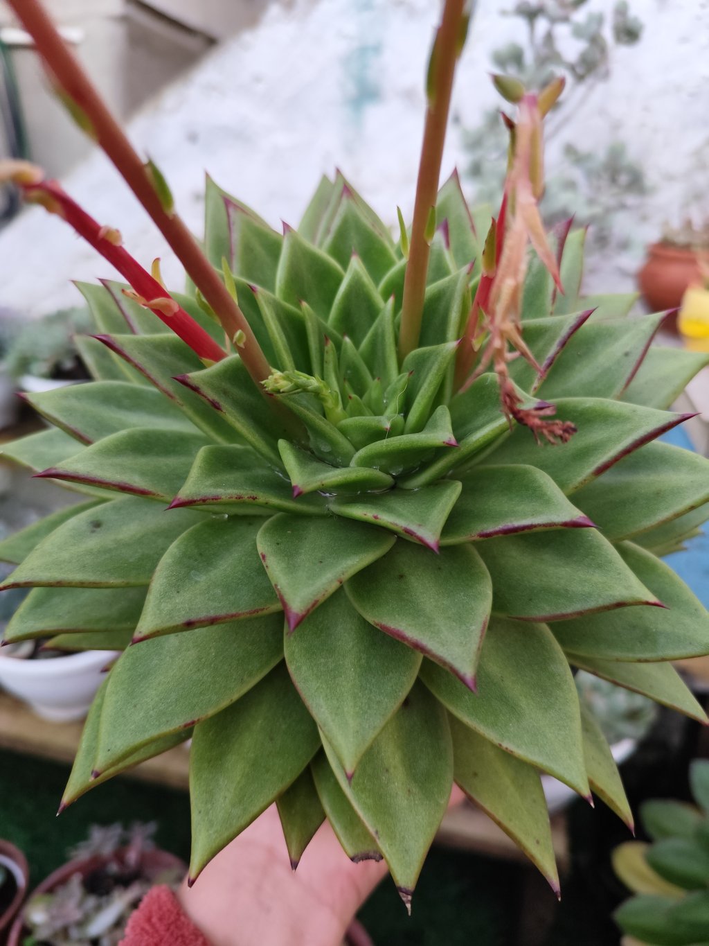 Agavoide lipstik (cuia 21)