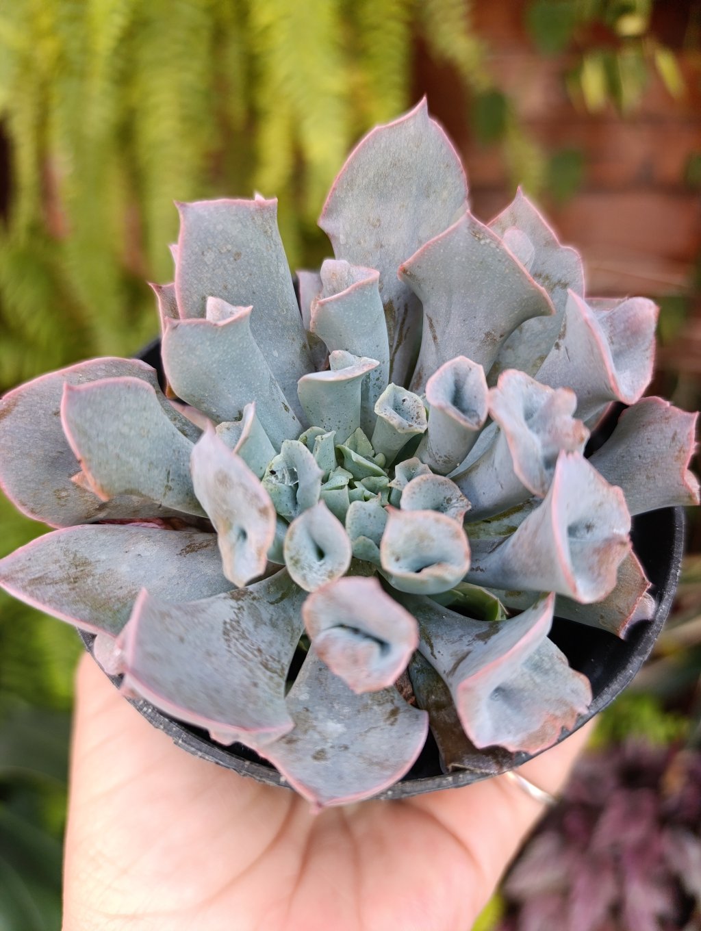 Pink trumpet 
