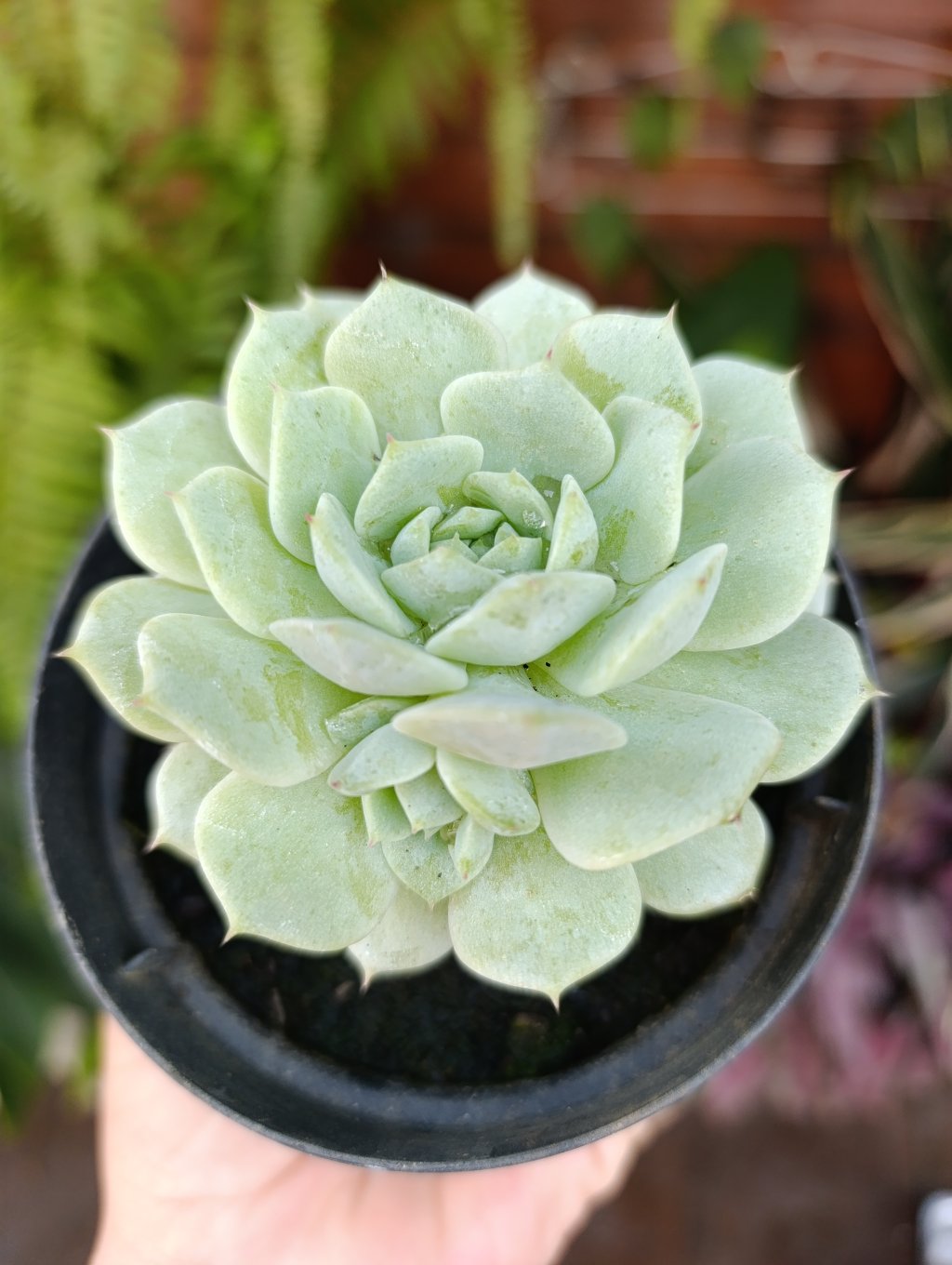 Derembergii 