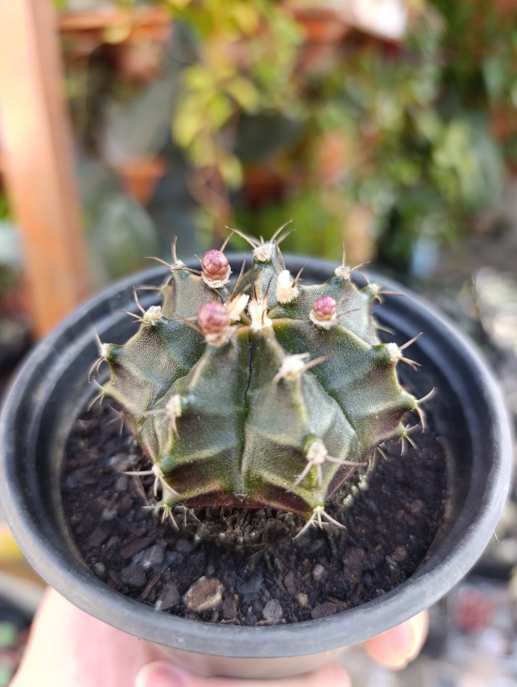 Cacto gymnocalycium