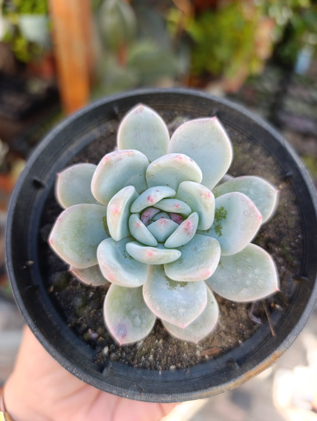 Monroe 