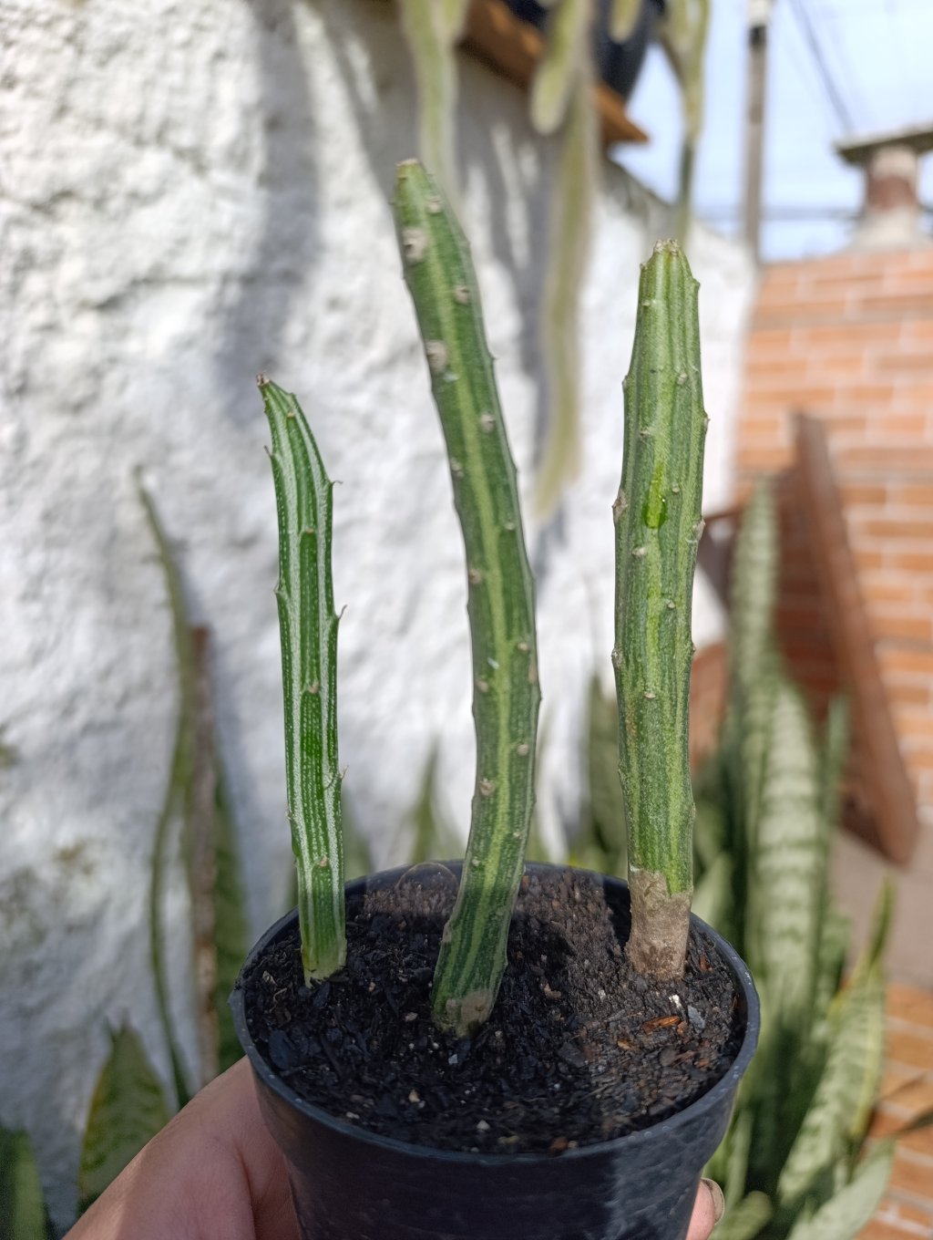 Cacto melancia 🍉 (senecio pêndulos)