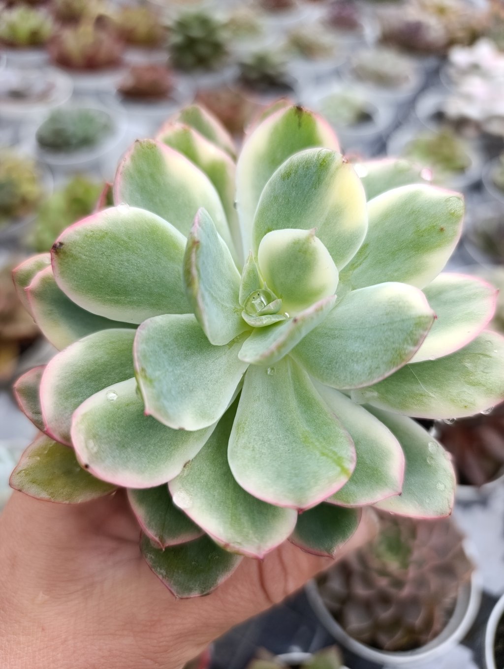 Luella variegata 